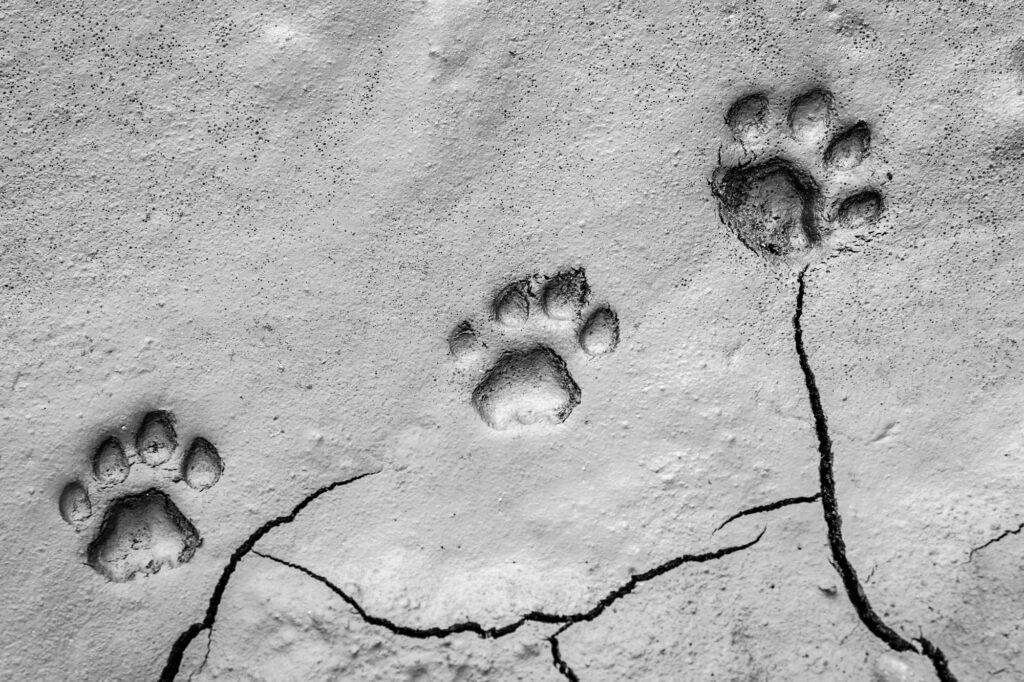 Three footprints of lion, Panthera leo, paw tracks in soft mud.